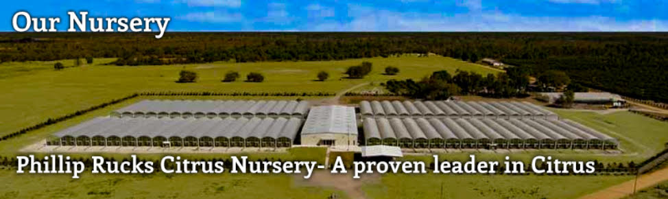 Phillip Rucks Citrus Nursery - A proven leader in Citrus and Bamboo